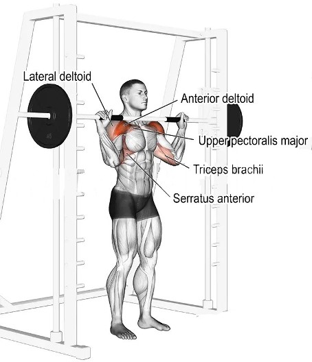 Smith Machine Shoulder Press Muscles Worked