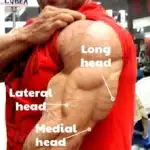 Lateral Head Triceps Exercises For Bigger, Stronger Arms