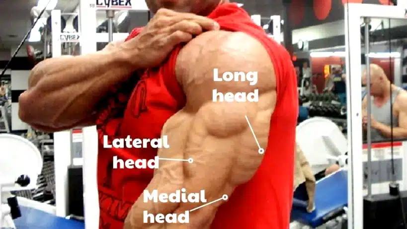 Lateral Head Triceps Exercises For Bigger, Stronger Arms