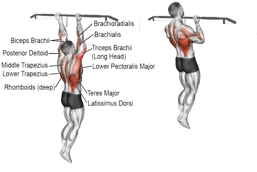 How To Do A Chin-Up  Muscles Worked And Benefits