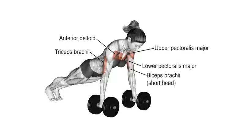 Muscle Worked During Dumbbell Push Ups