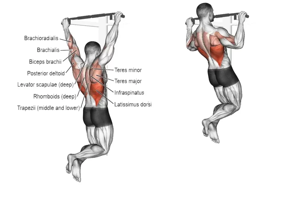 Muscle Worked During Pull Ups