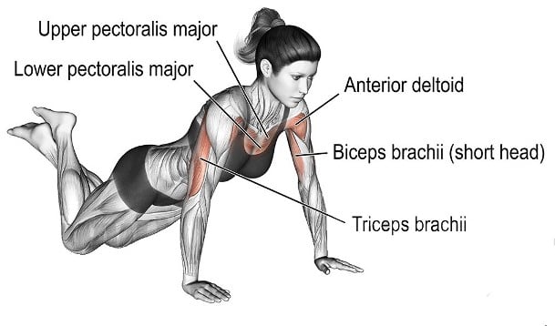 Muscles Worked During Knee Push-Ups