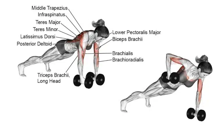 Muscles Worked During Push Up To Renegade Row
