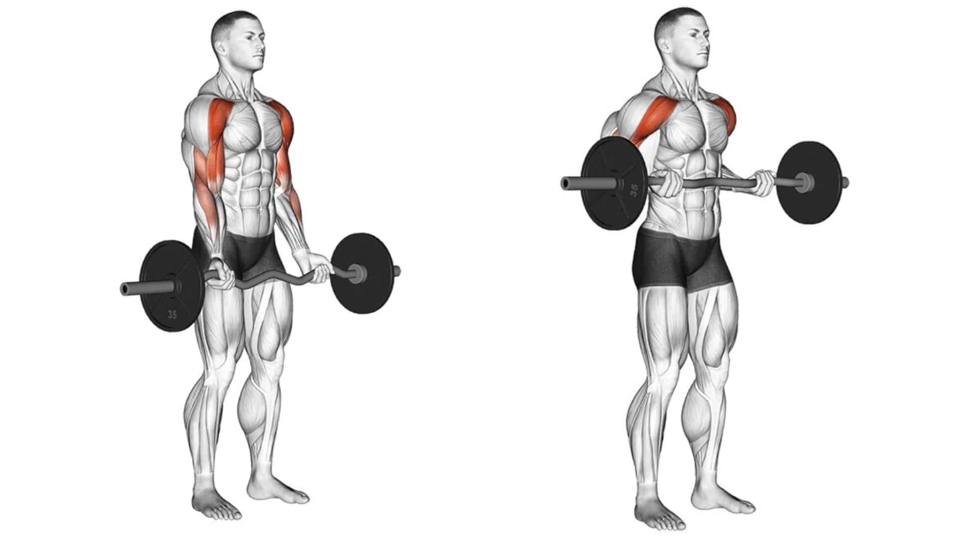 Barbell Drag Curl: How To Do and Muscles Worked