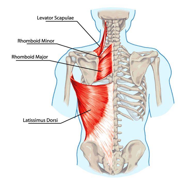 Latissimus Dorsi Muscle Anatomy