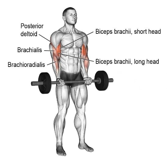 Muscles Worked During Barbell Drag Curl