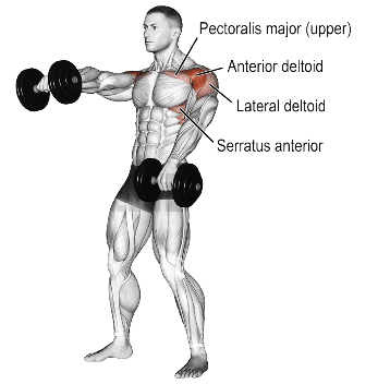 Muscles Worked During Dumbbell Front Raise
