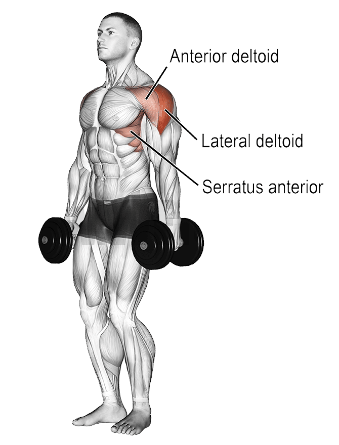 Muscles Worked During Dumbbell Lateral Raise