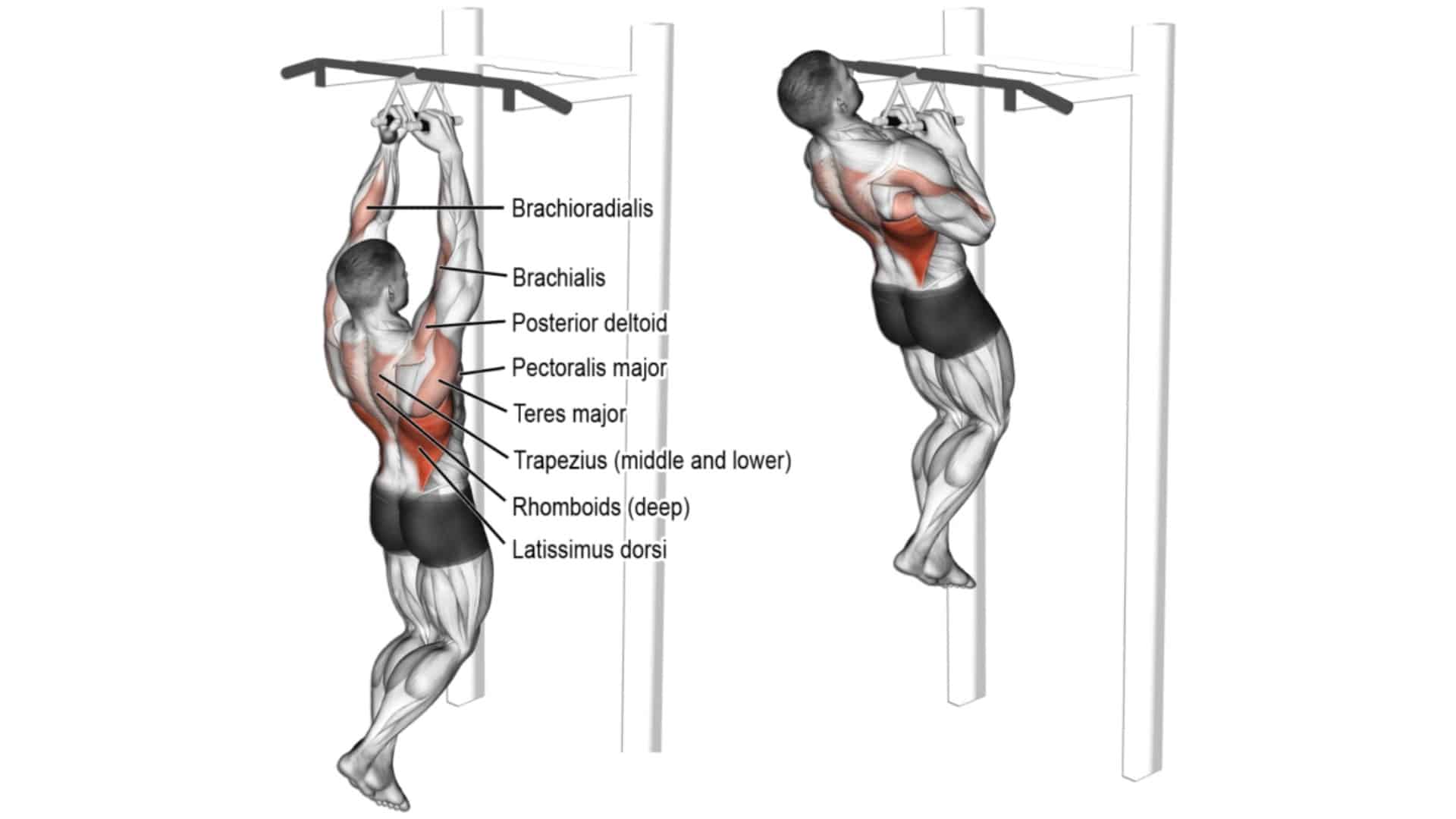 25 Different Types Of Pull Ups and Chin Ups (Variations)