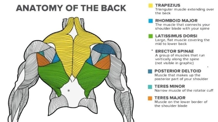 Back anatomy