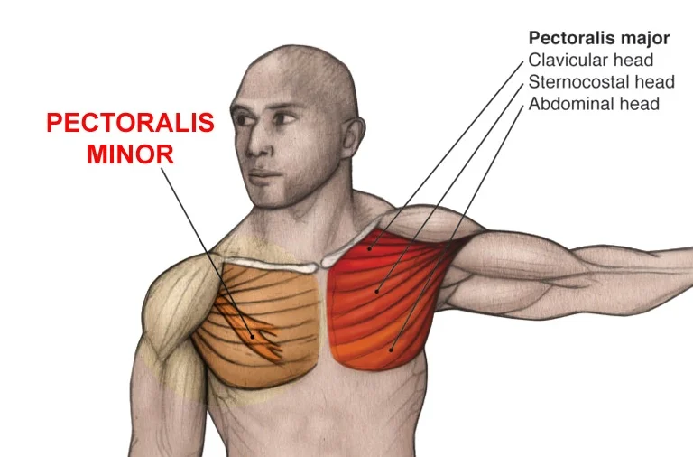 Chest Muscles Anatomy