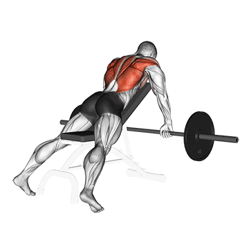 Chest Supported Barbell Rear Delt Row