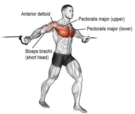 Cable Fly Muscles Worked Alternate Variations