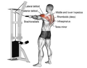 High Cable Row: How To Do and Muscles Worked