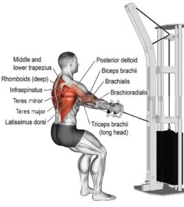 Low Cable Row: How To Do And Muscles Worked