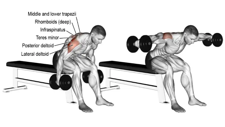 Seated Dumbbell Rear Fly