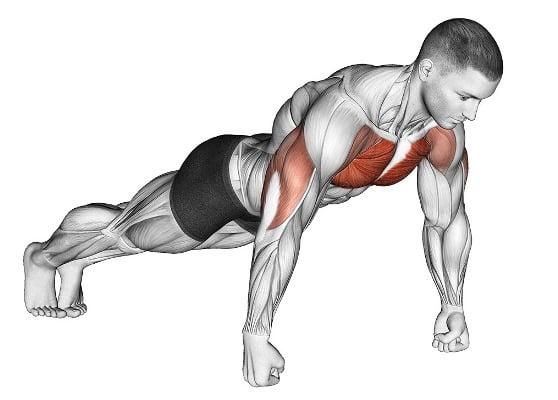 Muscle Worked During knuckle Push Ups