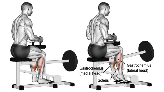 7 Best Gym Machines For Calves With Calf Raise Exercises 7 Best Gym Machines For Calves With Calf Raise Exercises