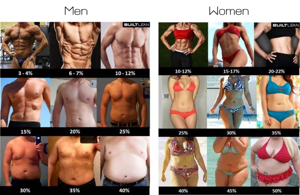 body fat percentage of men women