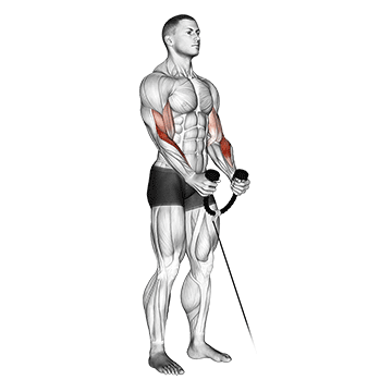 Cable Rope Hammer Curl