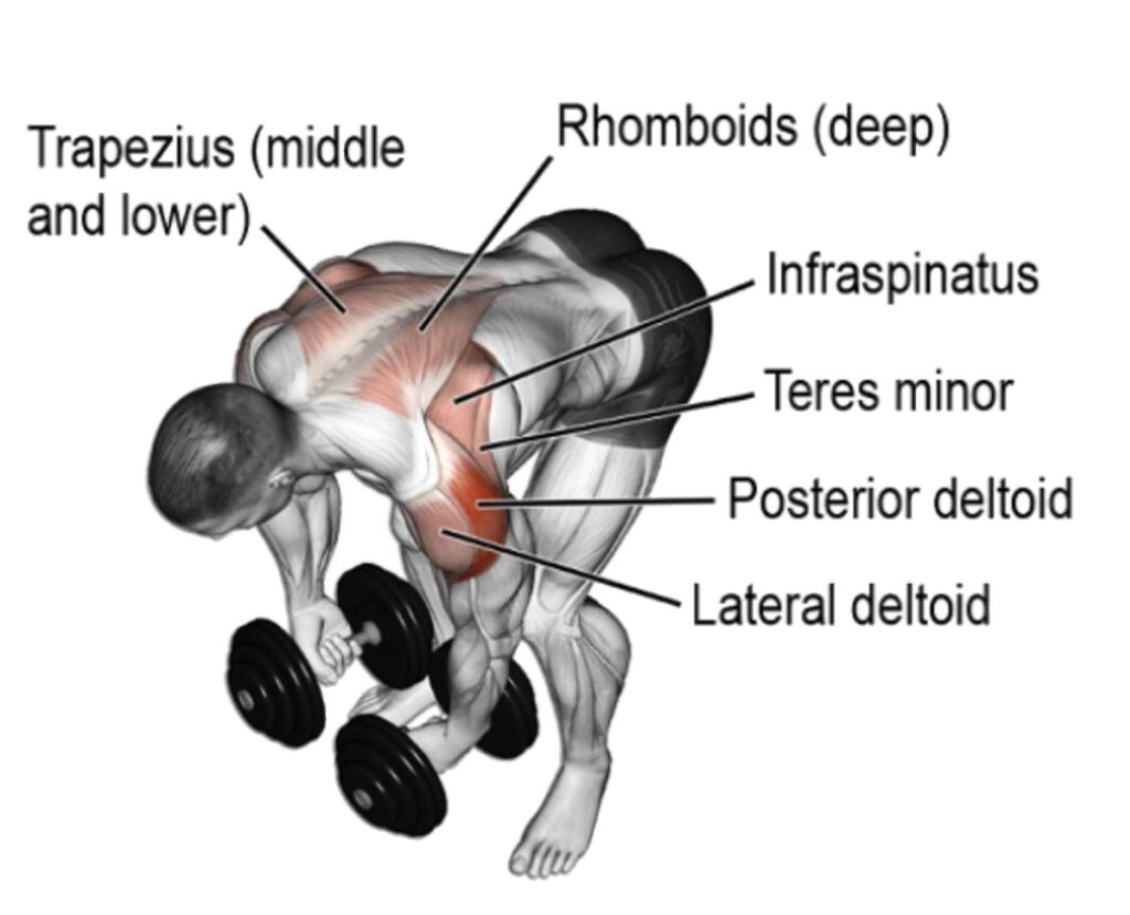 Dumbbell Rear Delt Fly Muscle Worked