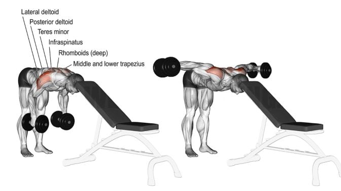 Head Supported Rear Dumbbell Fly