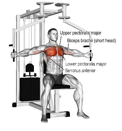 Machine Chest Fly Muscle Worked