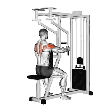 The Complete Guide To Rear Delt Flys For Beginners