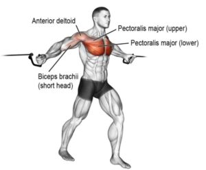 Cable Crossover: How To Do, Muscles Worked and Form
