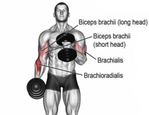 Cross Body Hammer Curl For Bigger Bicep