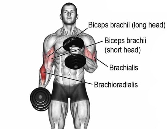 Muscle Worked During Cross Body Hammer Curl