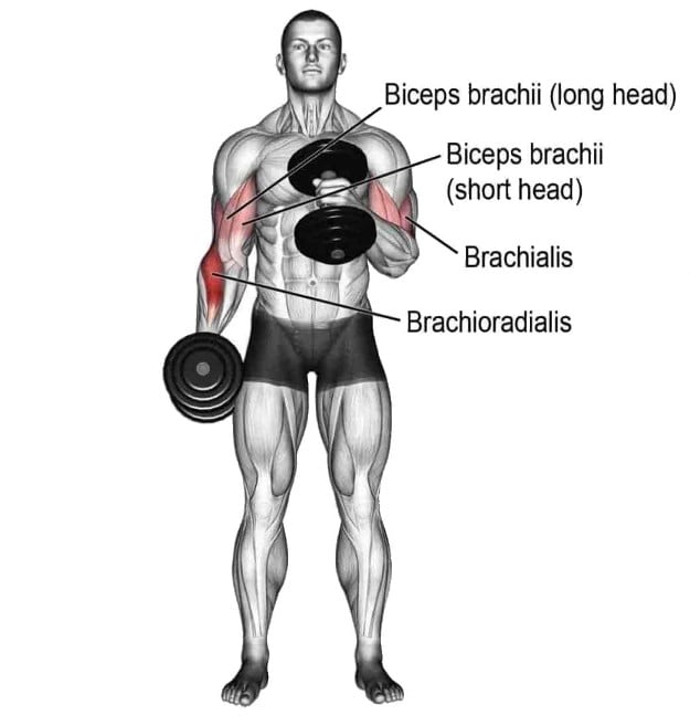 Muscle Worked During Hammer Curl