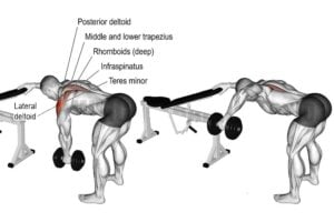 Dumbbell Rear Delt Fly: How To Do, Muscle Worked, Tips