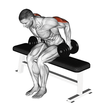 Seated Bent Over Two Arm Dumbbell Kickback