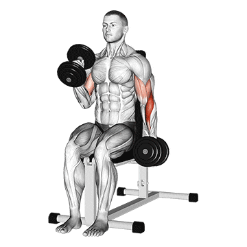 Seated Hammer Curl