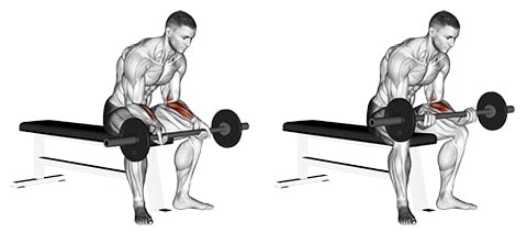 Seated Palms Up Wrist Curl