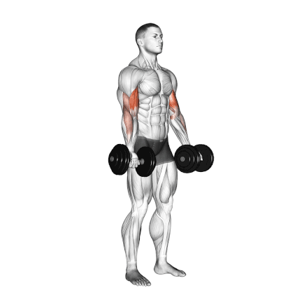 Standing Dumbbell Curl