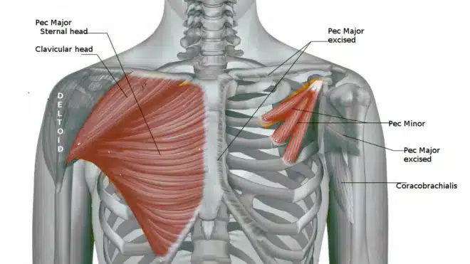 Upper chest Anatomy
