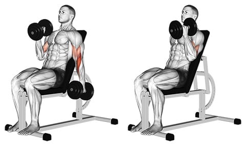 seated hammer curl