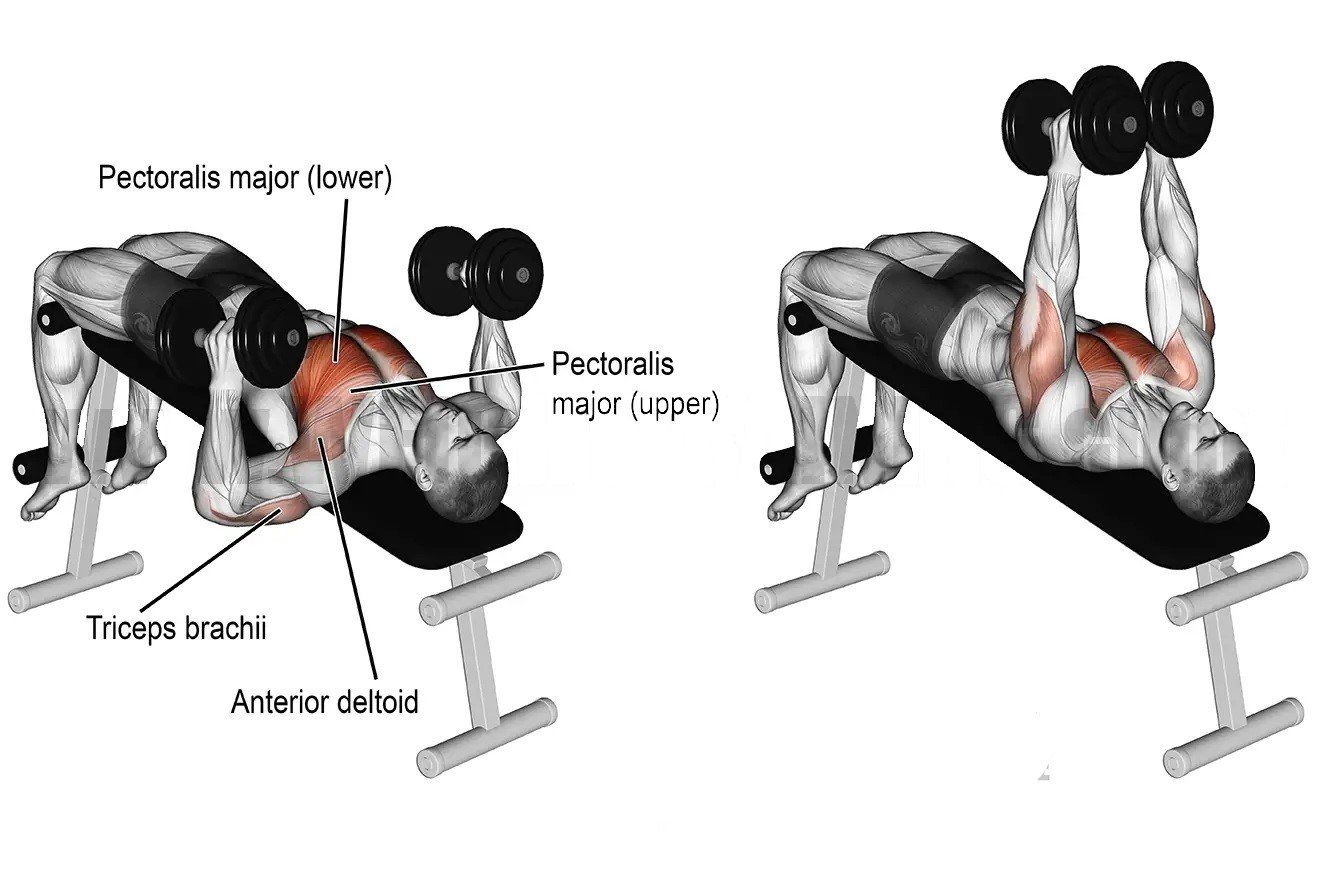 7 Best Lower Chest Dumbbell Exercises To Build Muscle