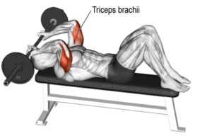 EZ Bar Skull Crusher