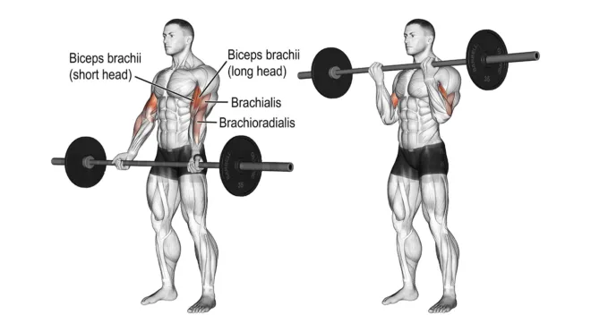 How To Do Barbell Curl