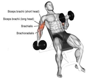Incline Dumbbell Curl: Muscles Worked, How To Do & Form