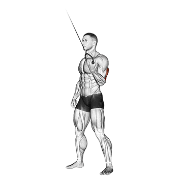 One Arm Reverse-Grip Tricep Extension