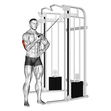 Single Arm Cable Tricep Extension A Complete Beginner Guide Single Arm Cable Tricep Extension A Complete Beginner Guide