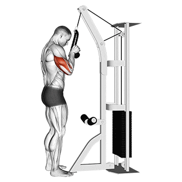 Single Arm Cable Tricep Extension A Complete Beginner Guide Single Arm Cable Tricep Extension A Complete Beginner Guide