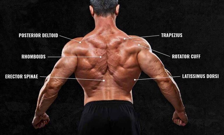 10 Best Dumbbell Back Exercises To Build Mass and Strength