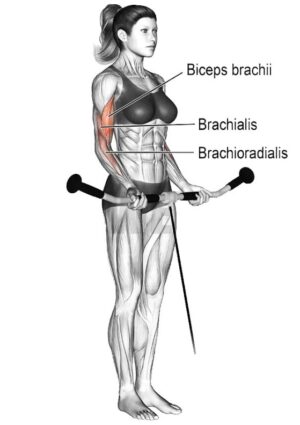 Cable Curl: Complete Step-By-Step Guide