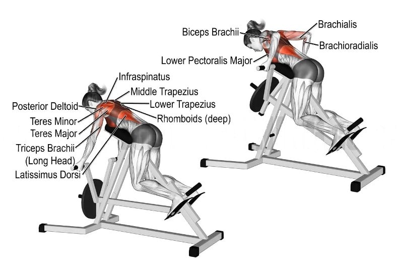 Chest Supported T-bar Row Muscles Worked